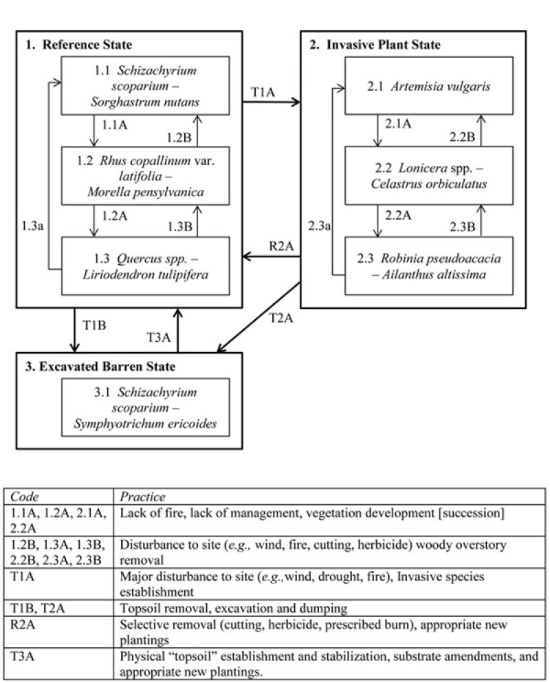 Model diagram