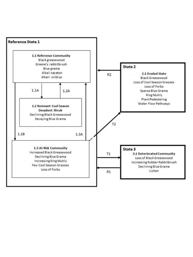 Model diagram