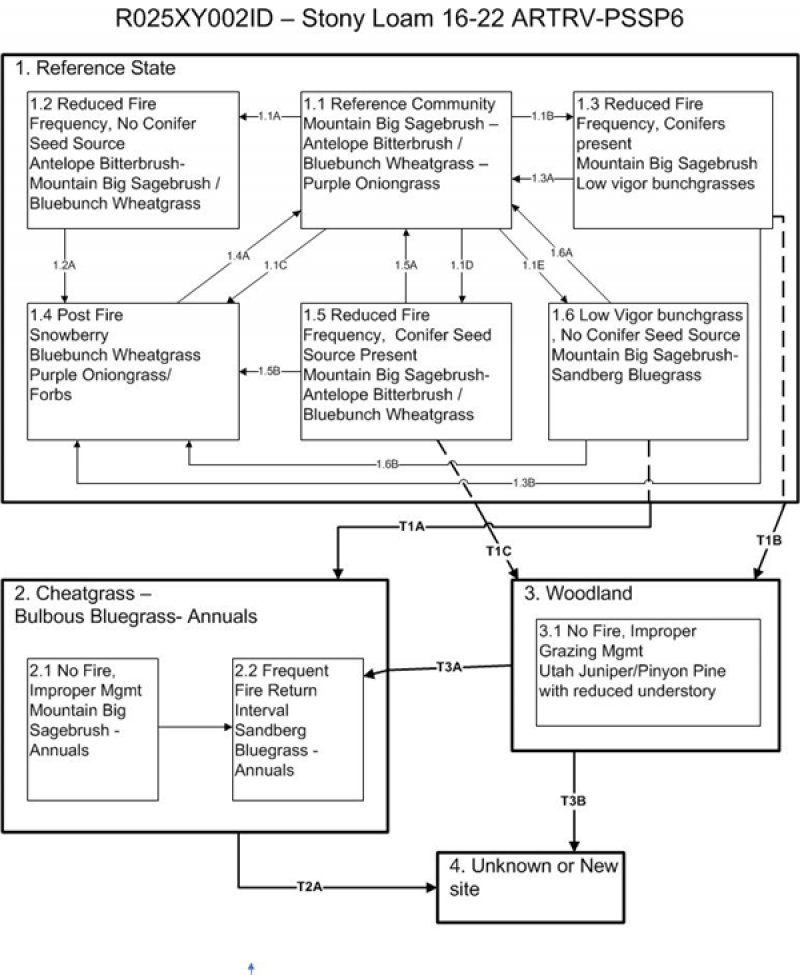 Model diagram