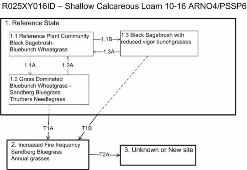 Model diagram