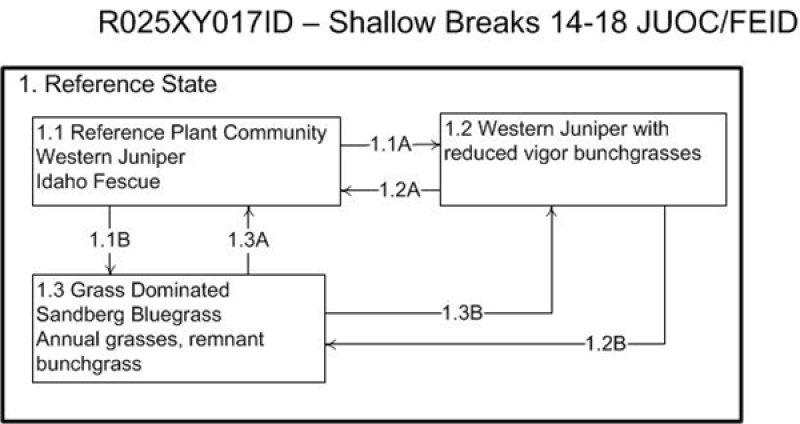Model diagram