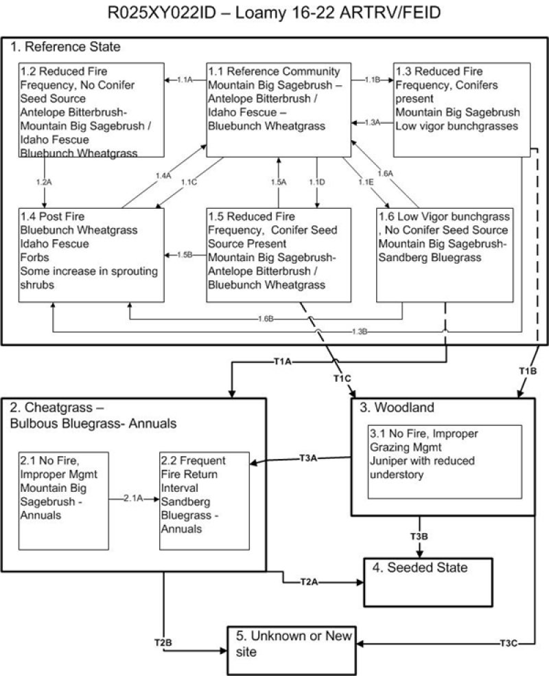 Model diagram