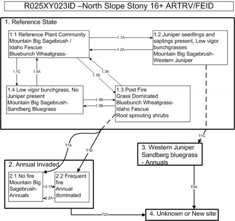 Model diagram