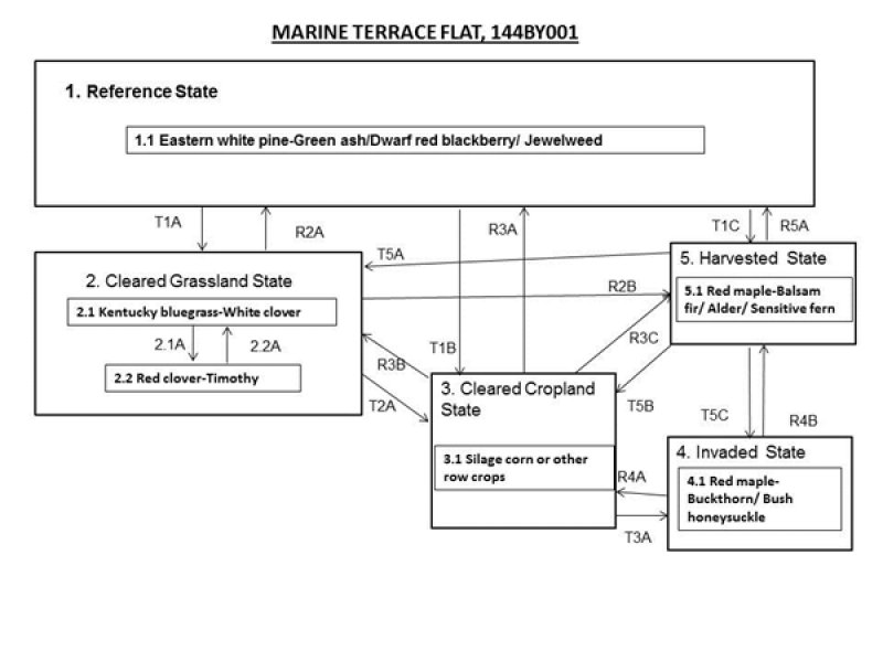Model diagram