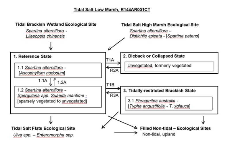 Model diagram