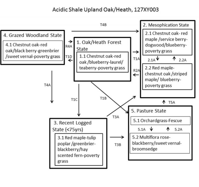 Model diagram