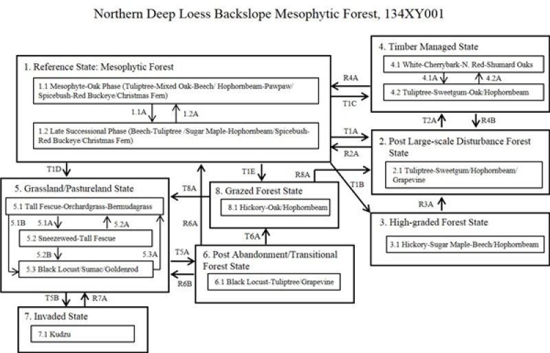 Model diagram