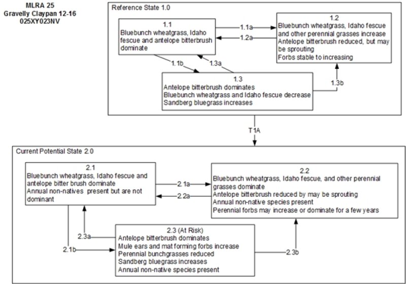 Model diagram