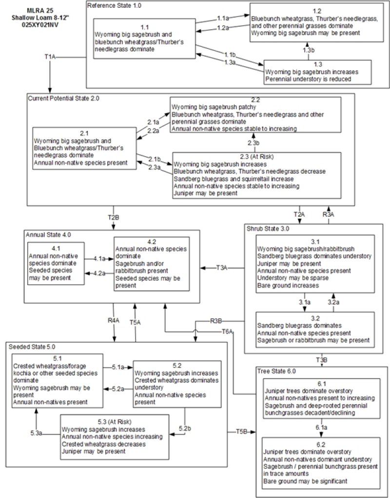 Model diagram