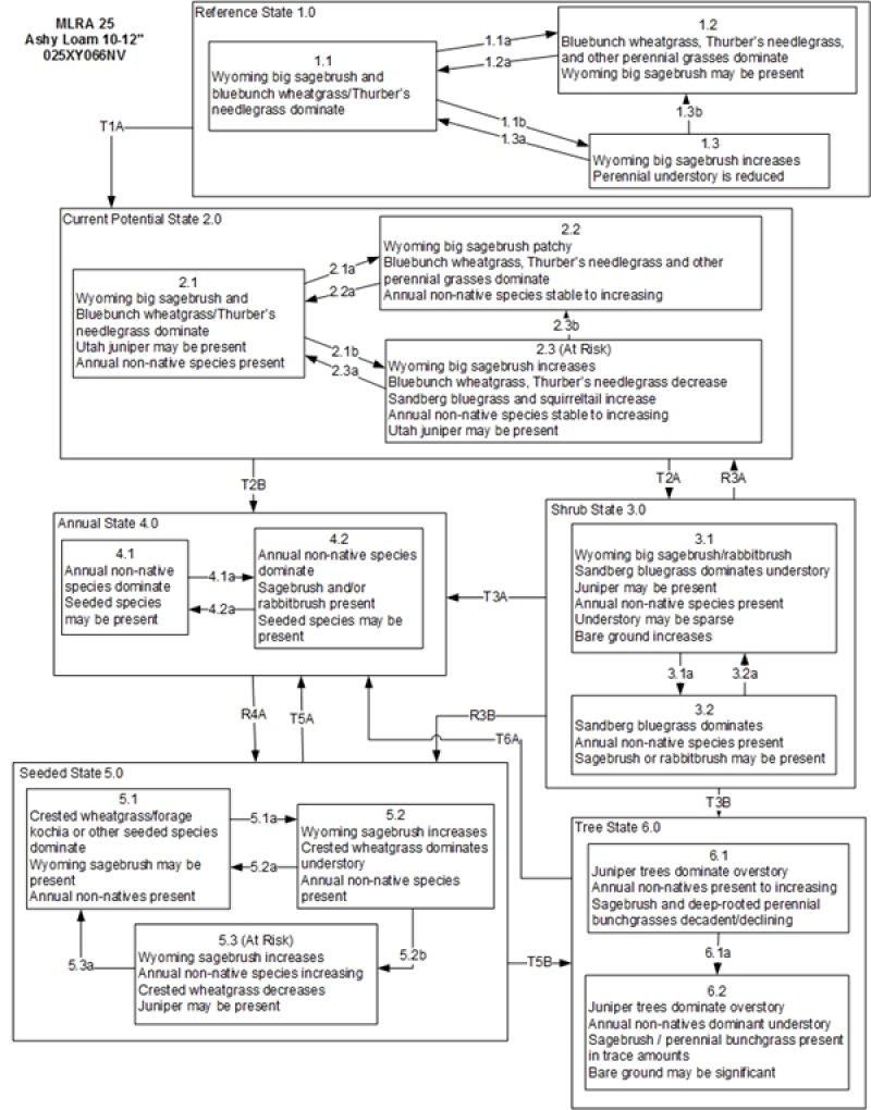 Model diagram