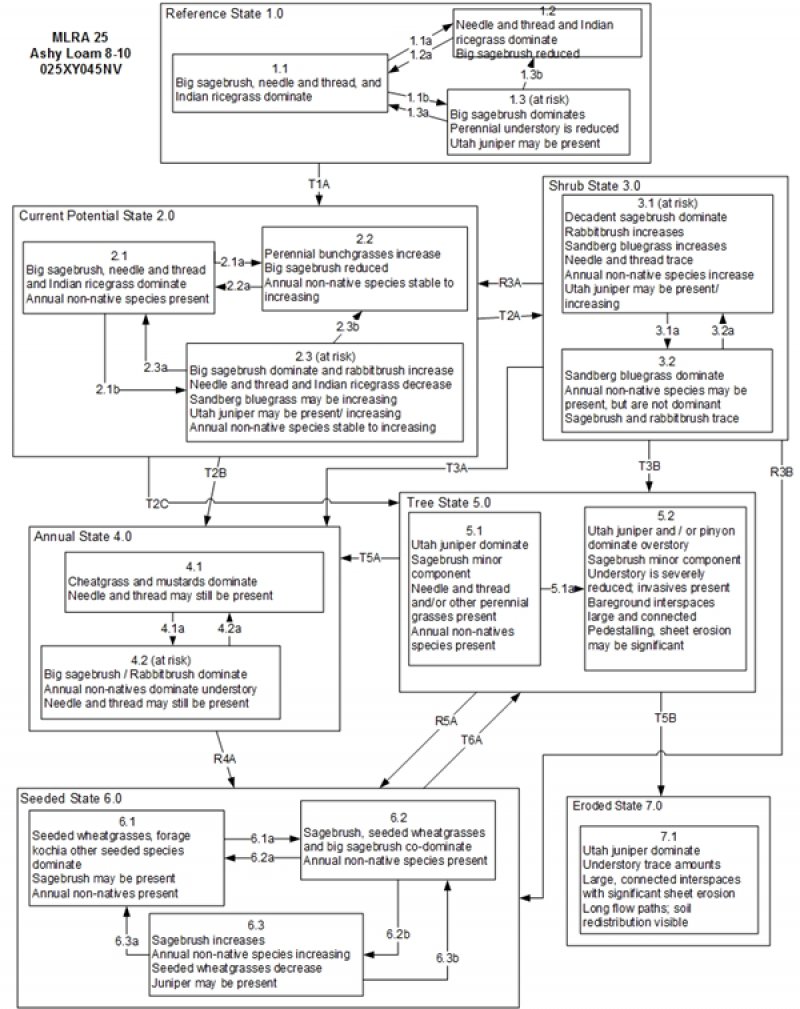 Model diagram