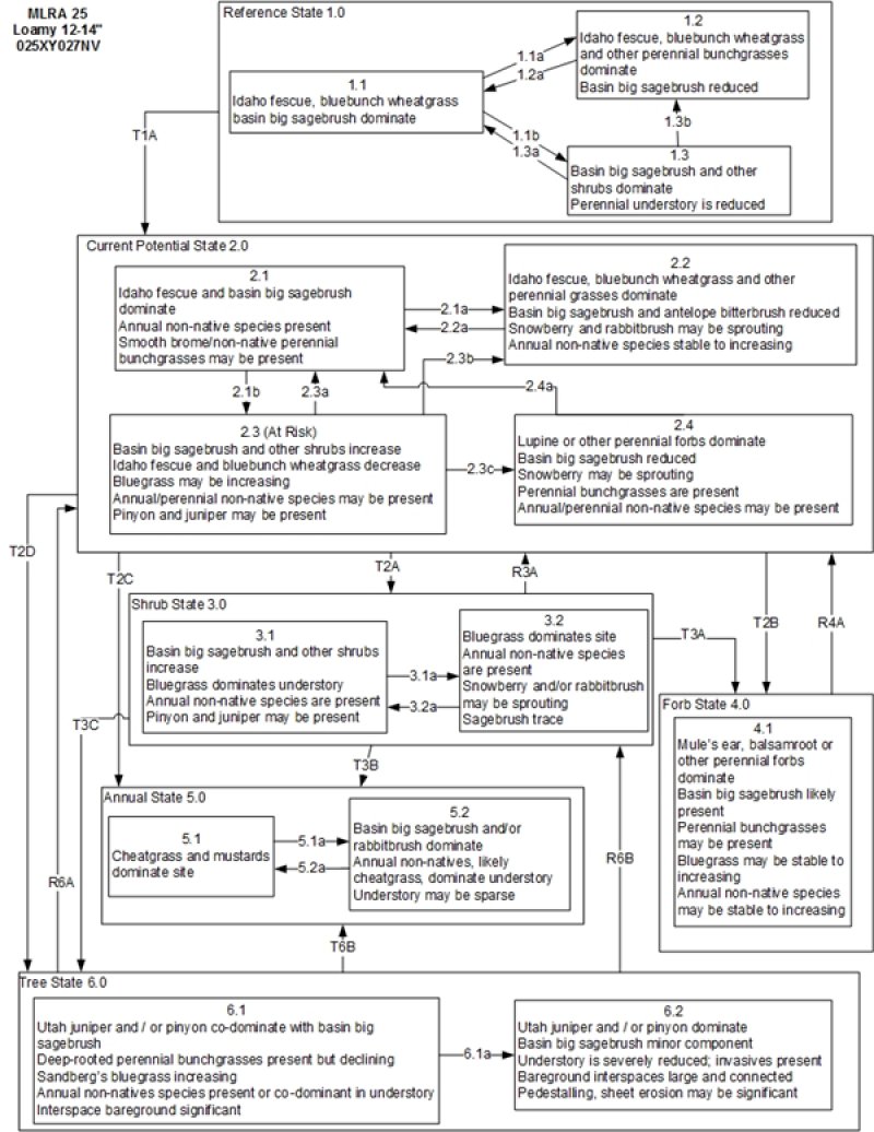 Model diagram