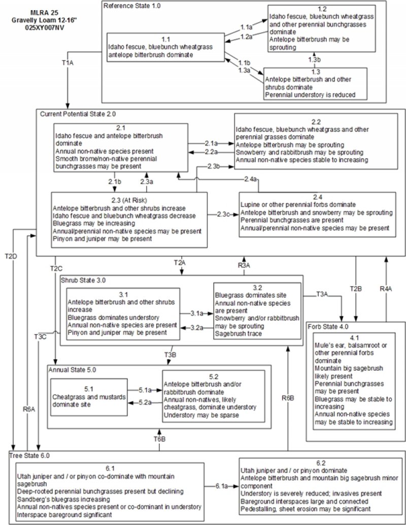 Model diagram