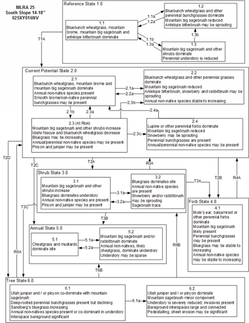 Model diagram