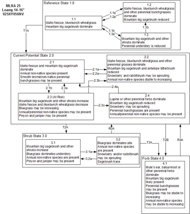 Model diagram