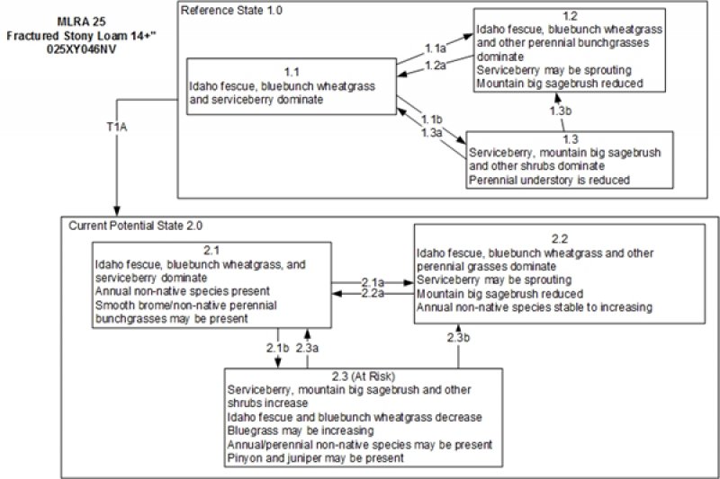 Model diagram