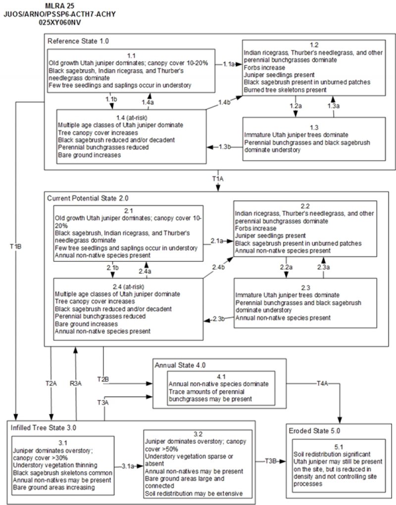 Model diagram