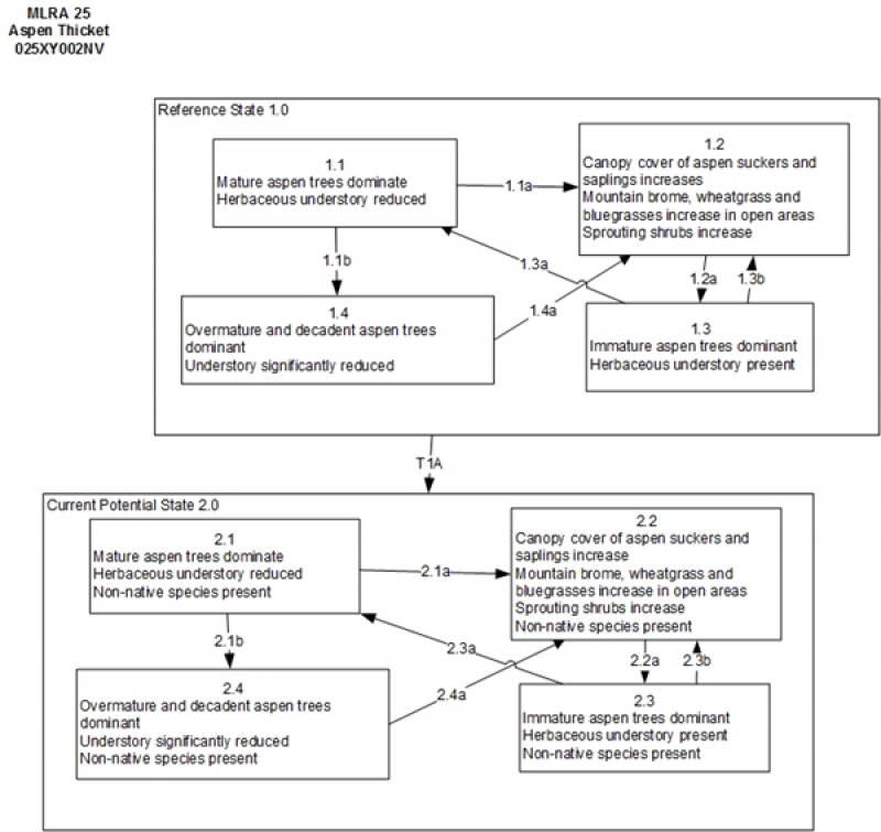Model diagram