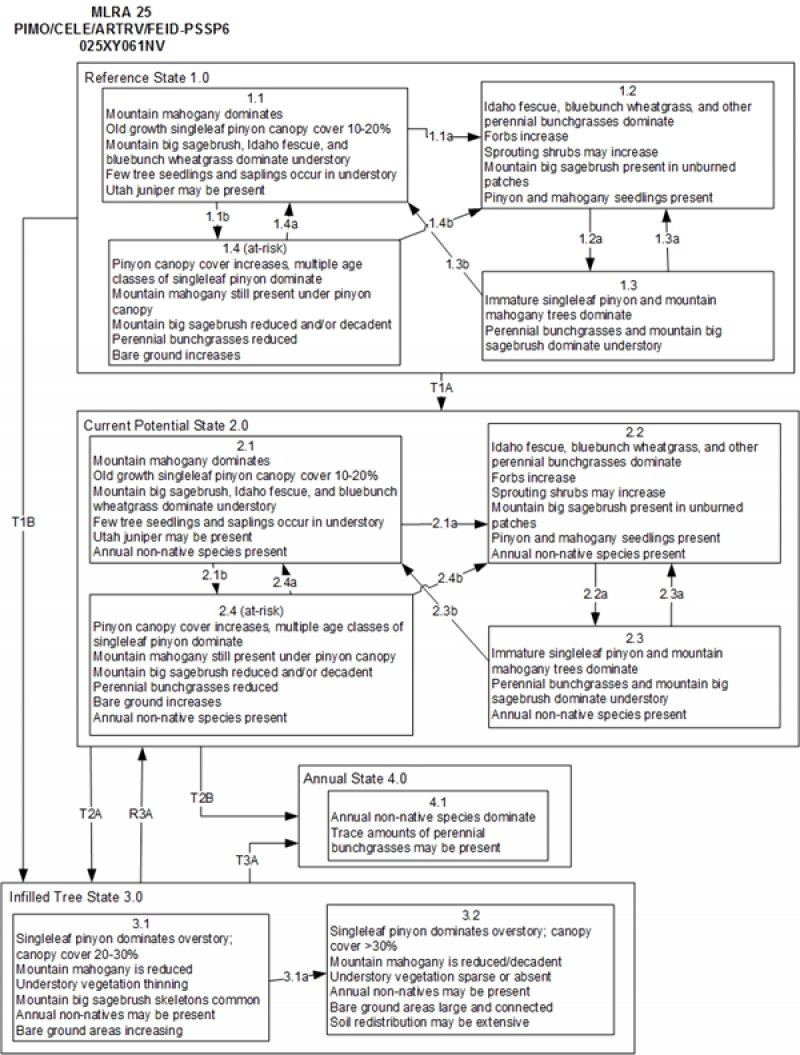 Model diagram