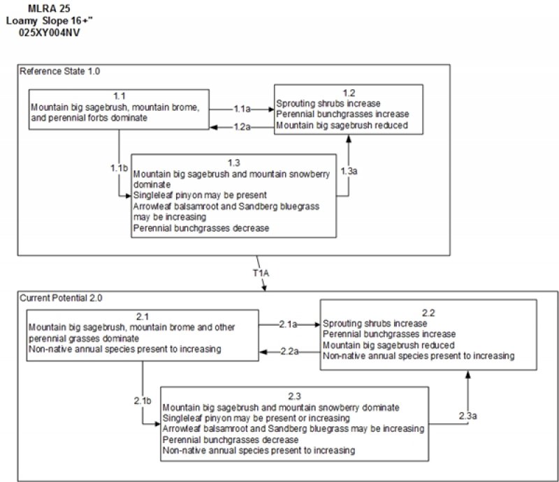 Model diagram