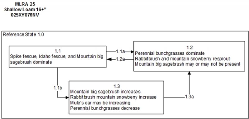 Model diagram