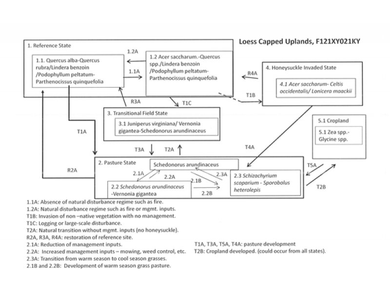 Model diagram