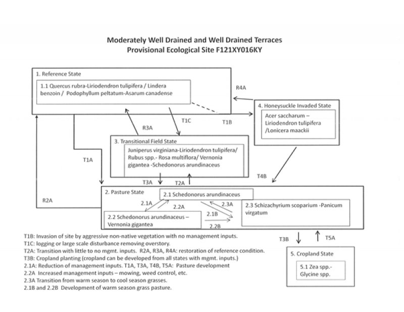 Model diagram