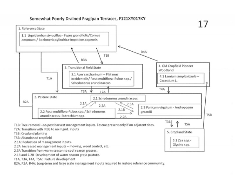 Model diagram