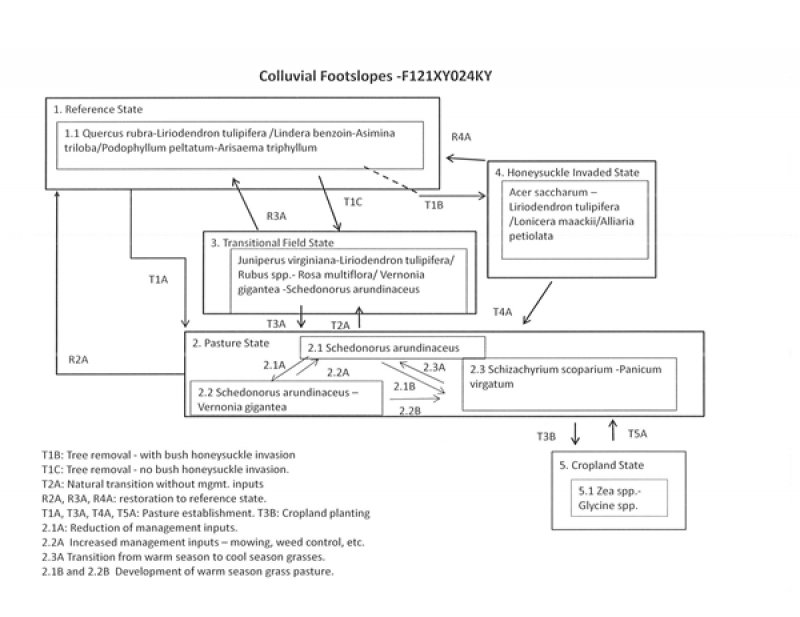 Model diagram