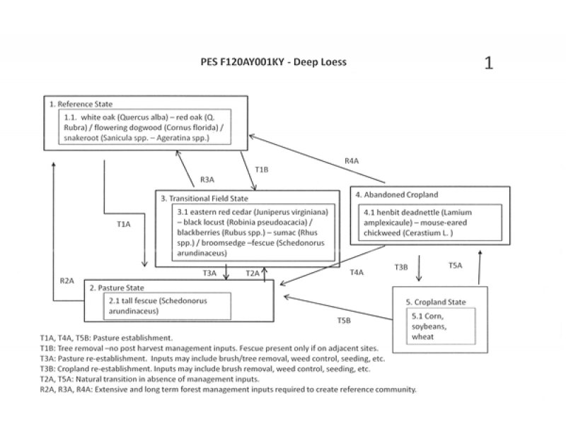 Model diagram