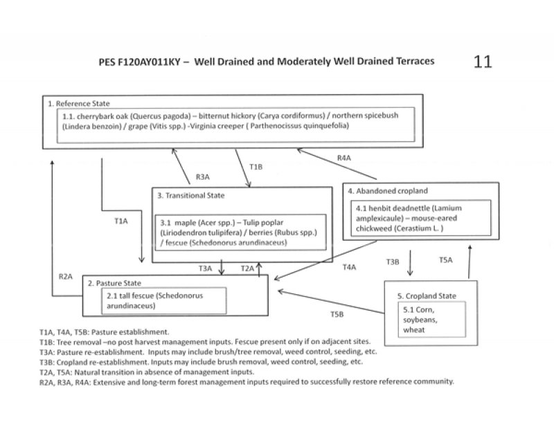 Model diagram