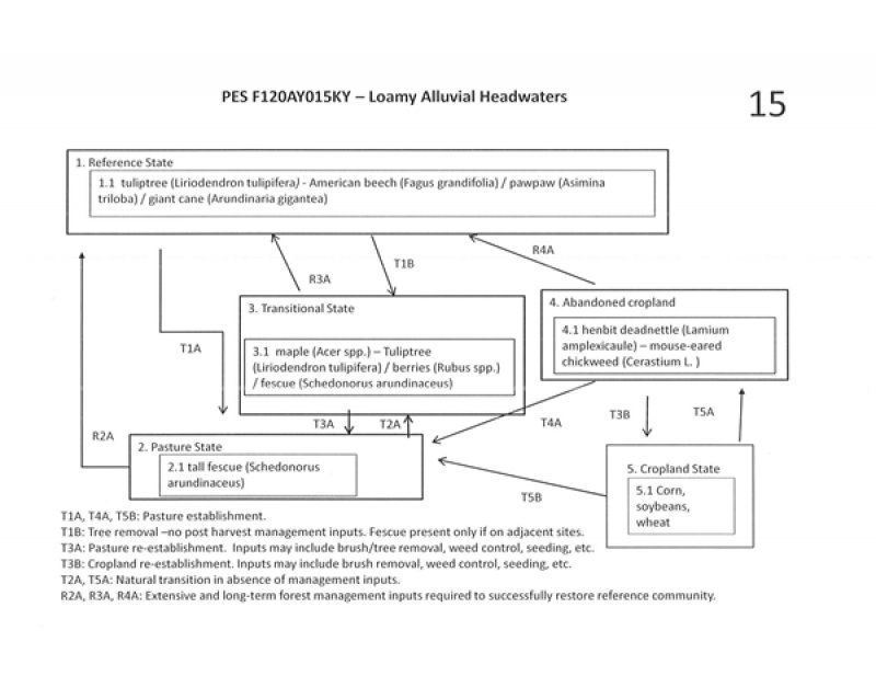 Model diagram