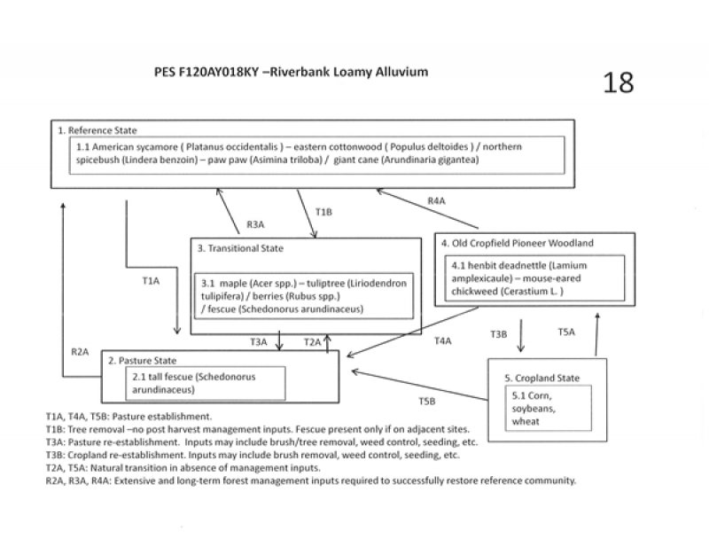 Model diagram
