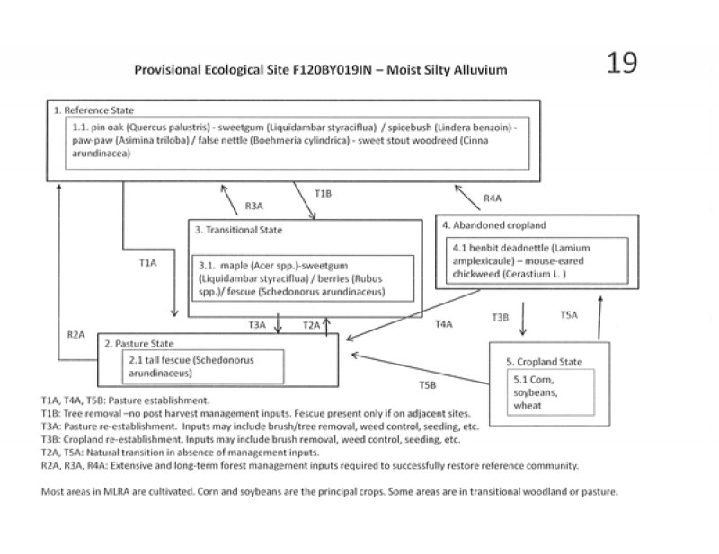 Model diagram