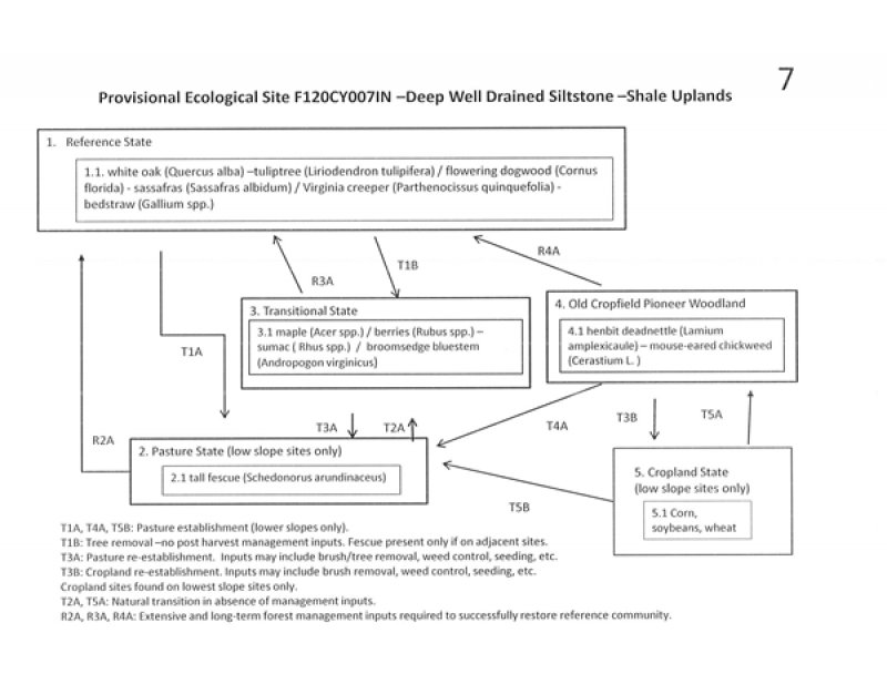 Model diagram