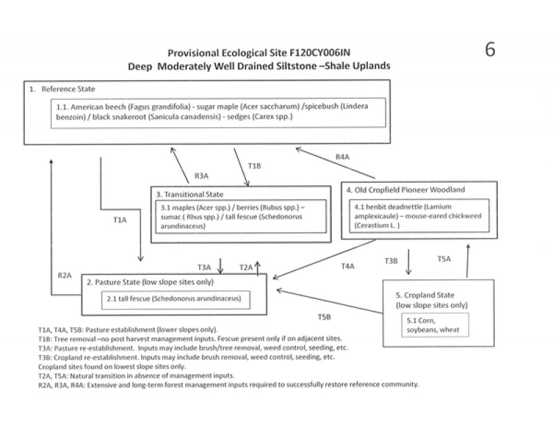 Model diagram