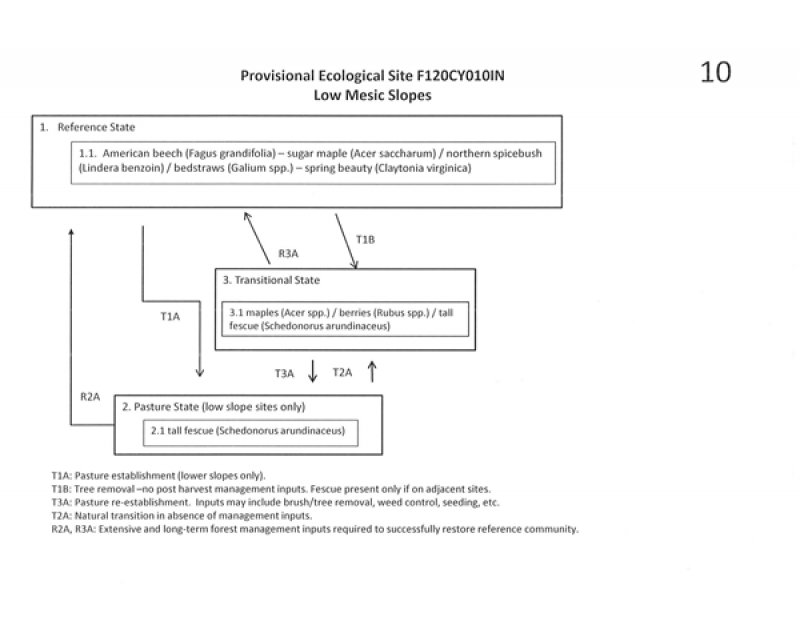 Model diagram
