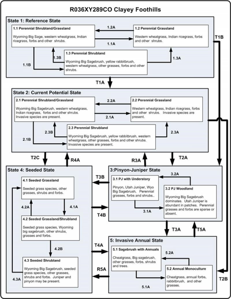 Model diagram