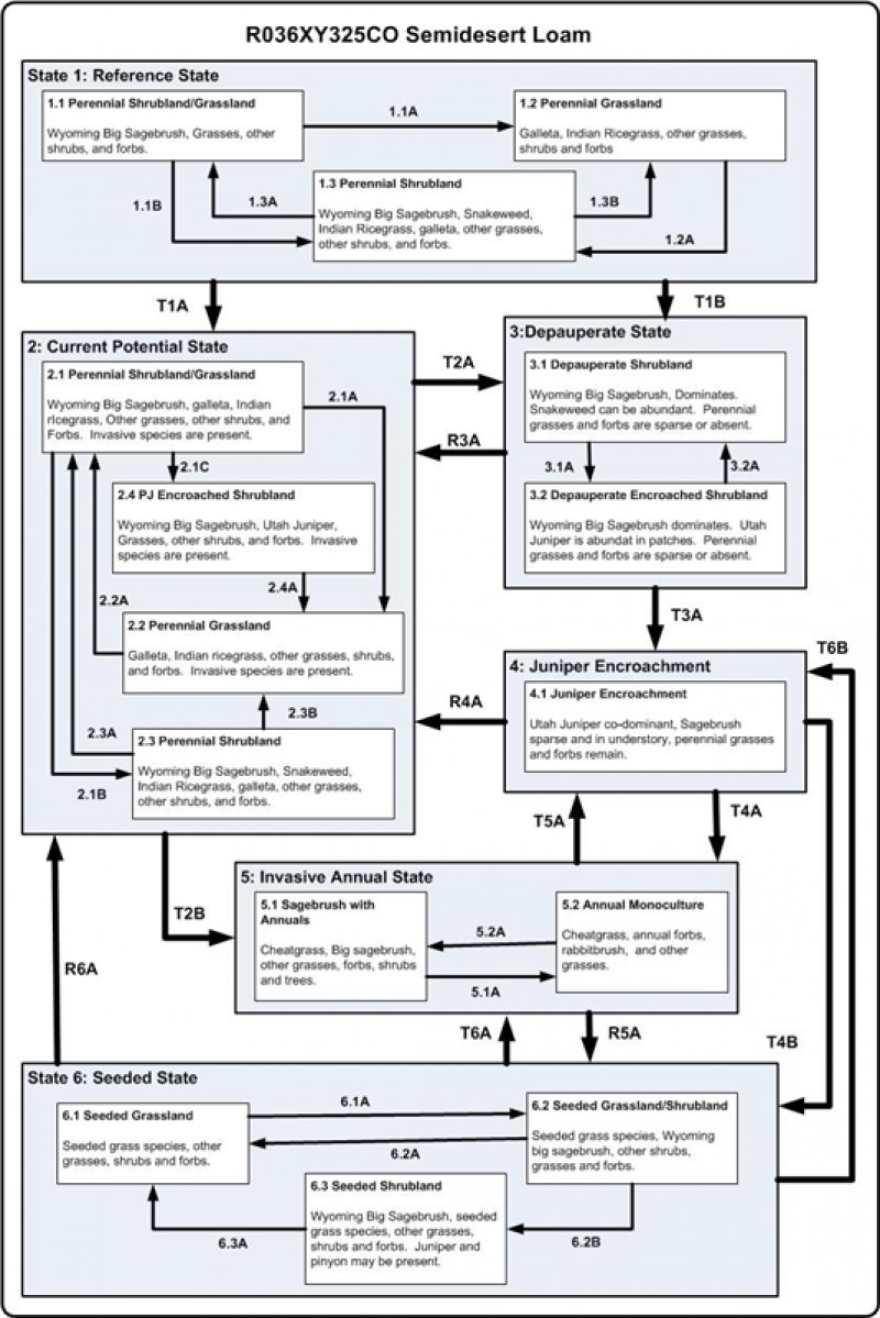 Model diagram