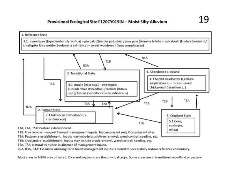 Model diagram