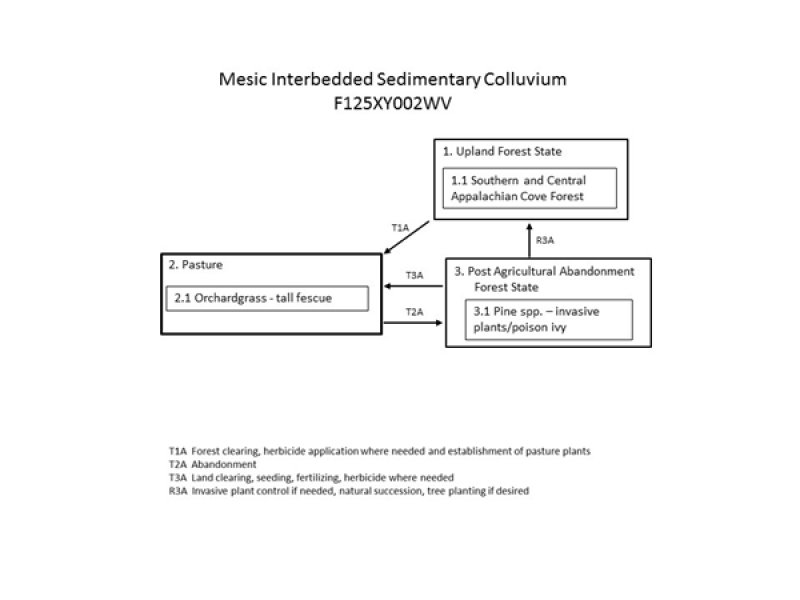 Model diagram