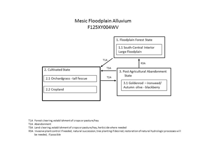 Model diagram