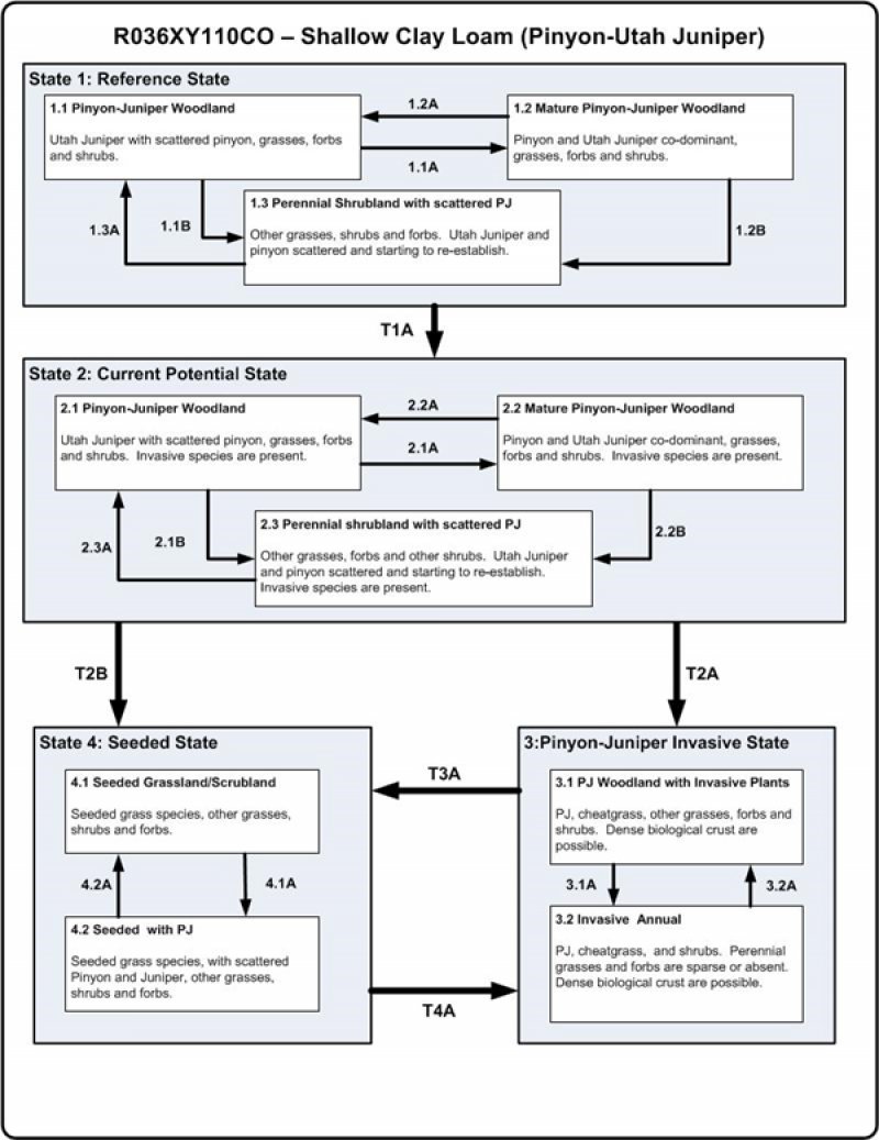 Model diagram