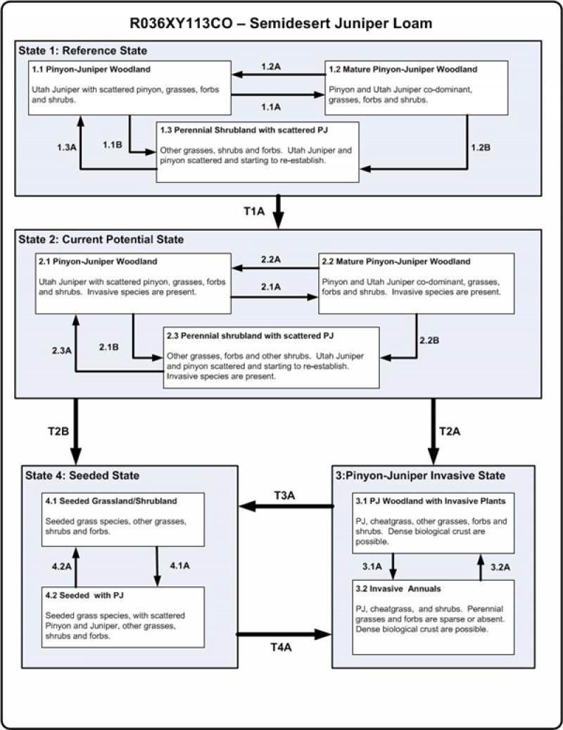 Model diagram