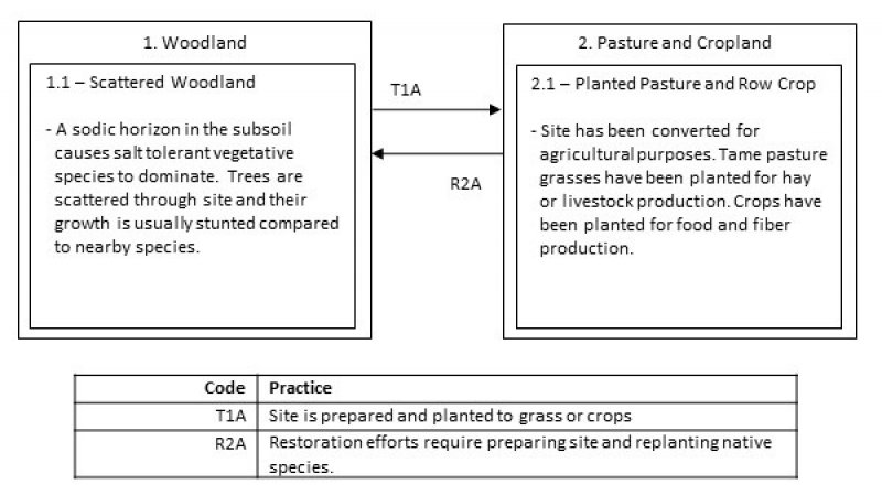 Model diagram