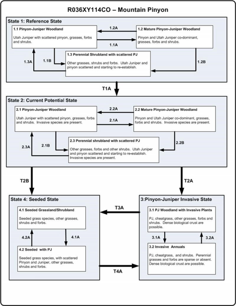 Model diagram