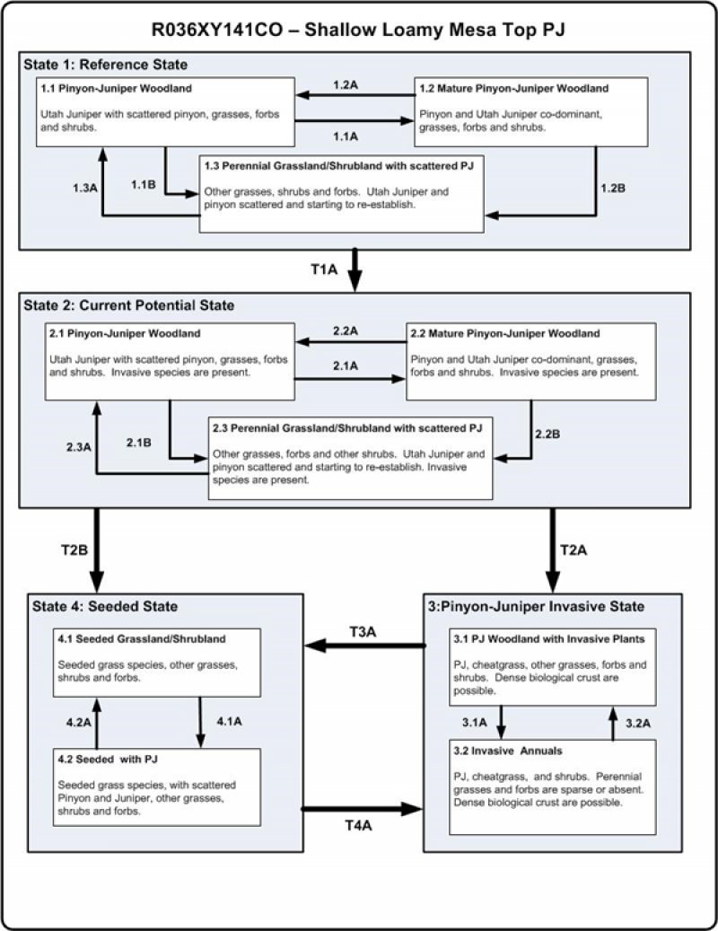Model diagram