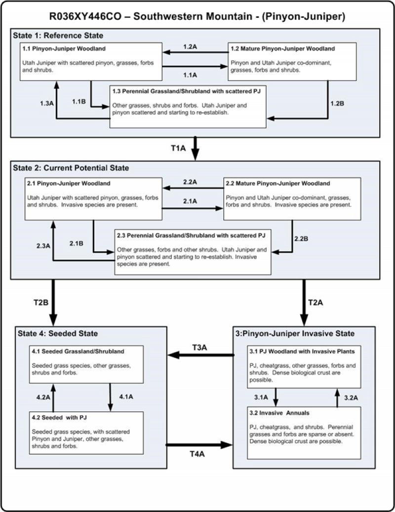 Model diagram