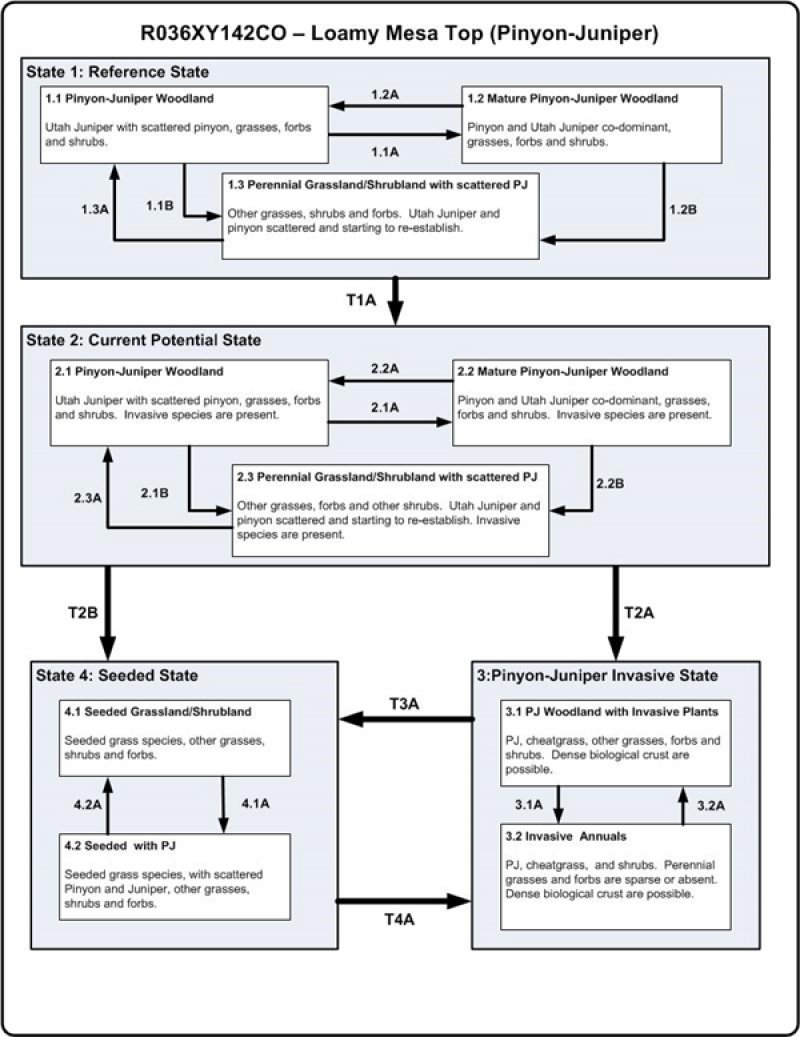 Model diagram