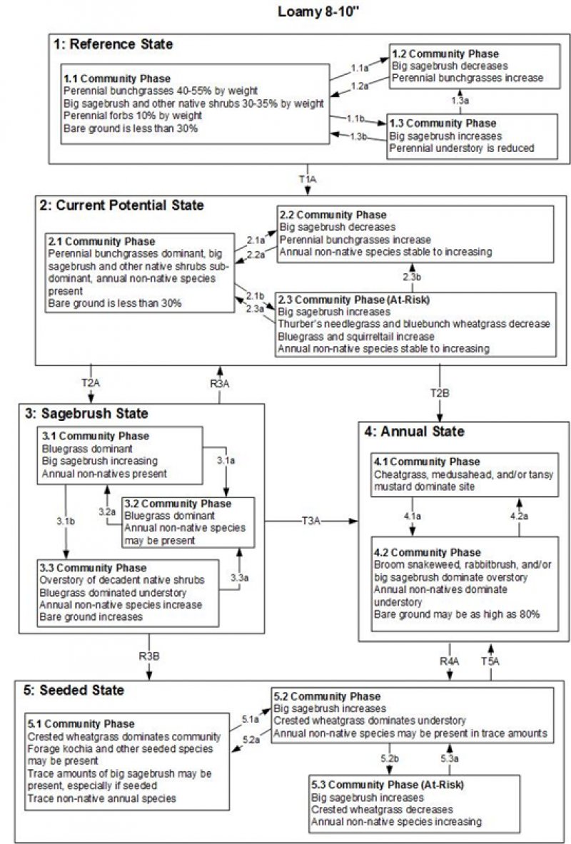 Model diagram